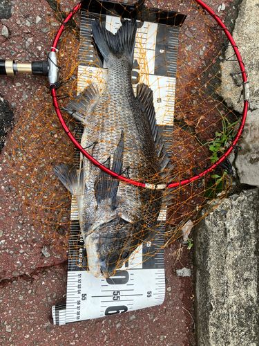 チヌの釣果