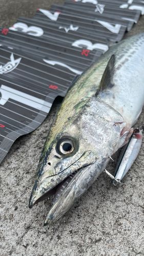 サゴシの釣果