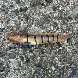 キヌバリ
