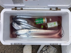 タチウオの釣果