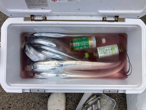 タチウオの釣果