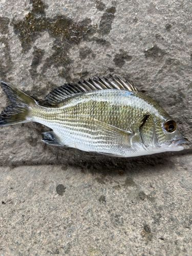 釣果