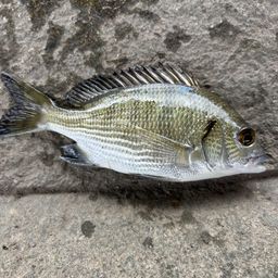 チンチン
