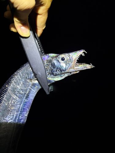 タチウオの釣果