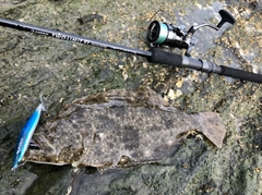 ヒラメの釣果