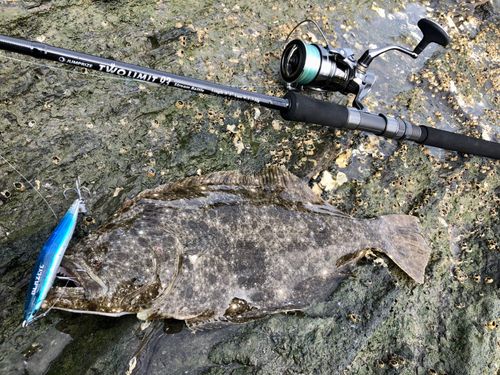 ヒラメの釣果