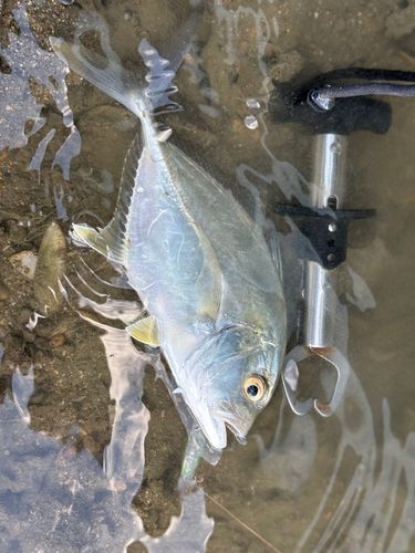 メッキの釣果