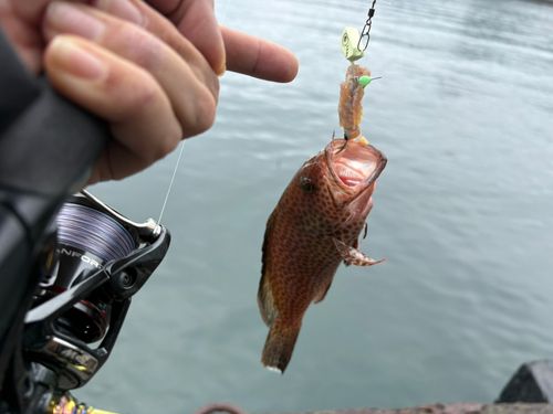 オオモンハタの釣果
