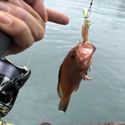 オオモンハタ