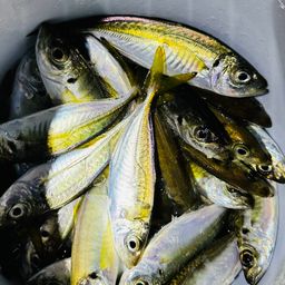 アジ