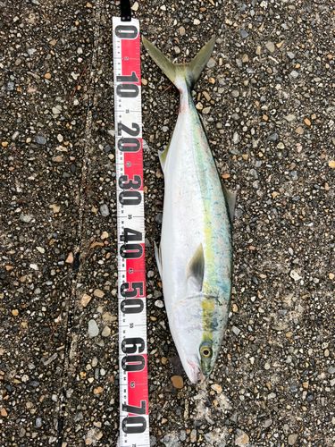 メジロの釣果