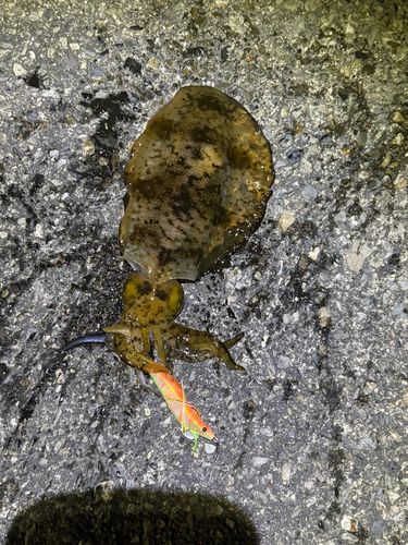 アオリイカの釣果