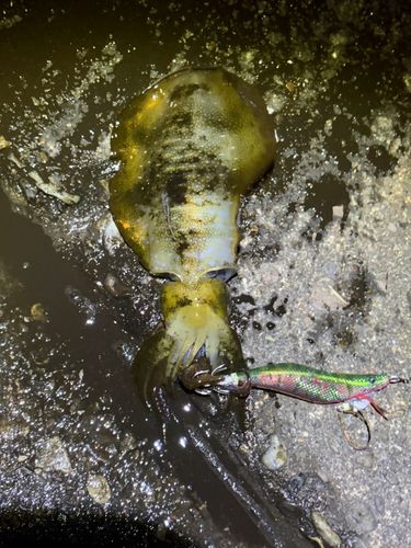 アオリイカの釣果