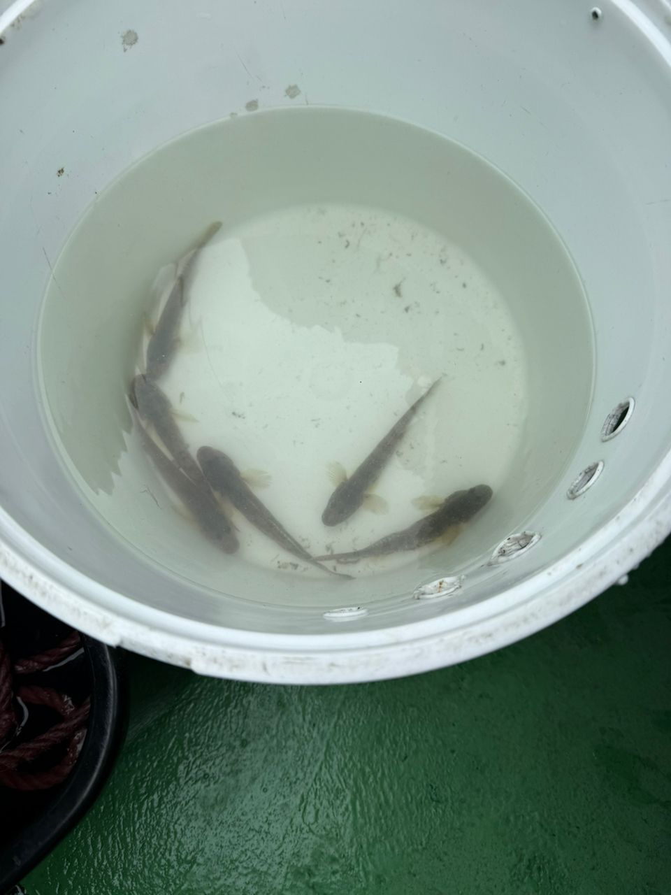 Furuhashi_offshoreさんの釣果 2枚目の画像