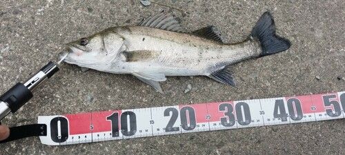 タイリクスズキの釣果