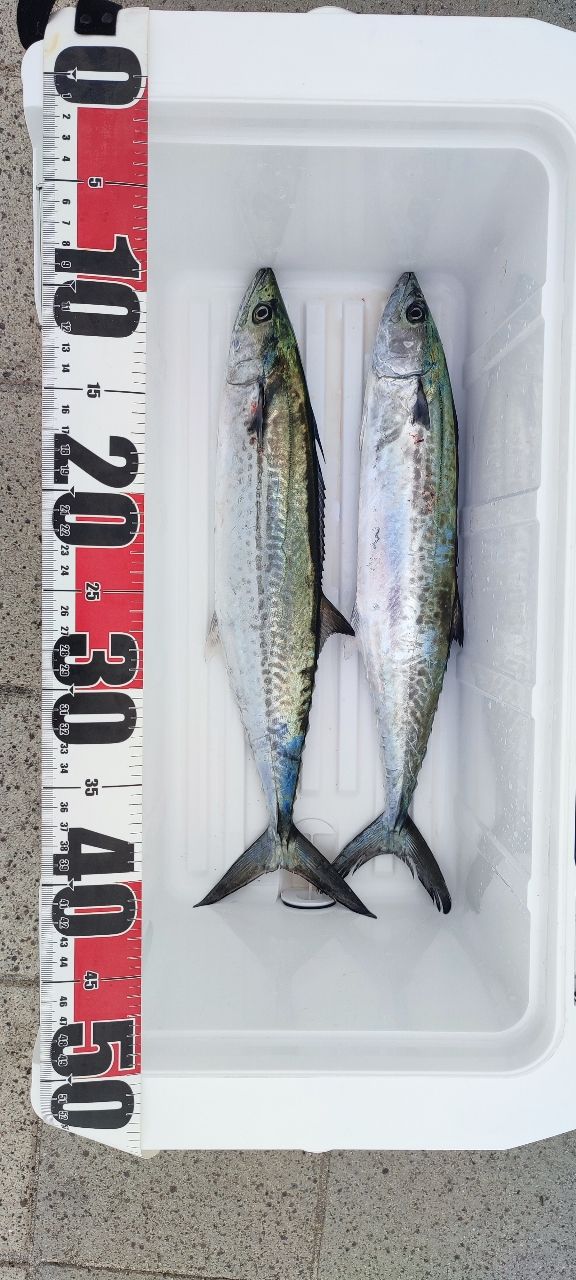 シマノ 21コルトスナイパーBB S100M-3【3ピースモデル】 シマノ 21 コルトスナイパー BB S100M-3 COLTSNIPER ショアジギ