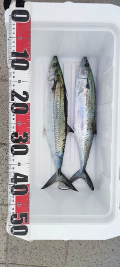 サゴシの釣果