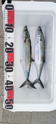 サゴシの釣果