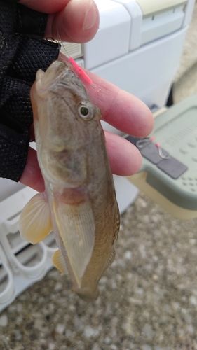 マハゼの釣果