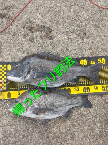 チヌの釣果