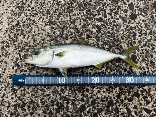 コゾクラの釣果