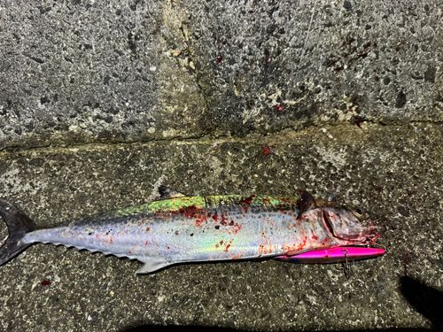 サゴシの釣果