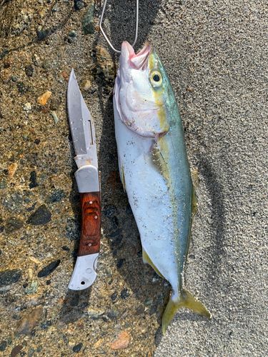 ツバイソの釣果