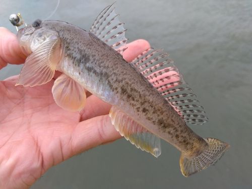 ハゼの釣果