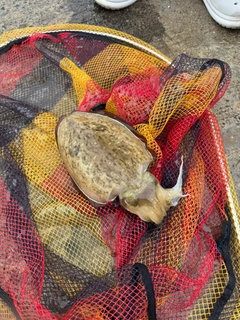 コウイカの釣果