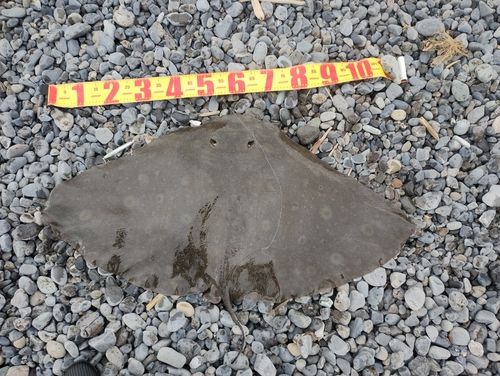 アカエイの釣果
