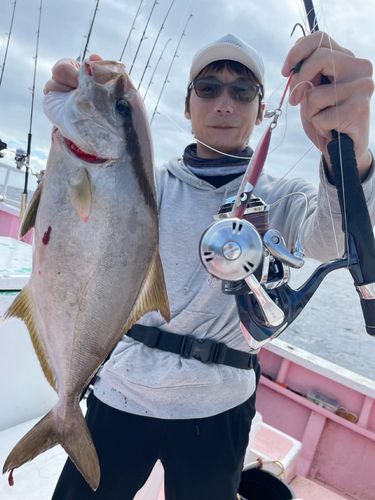 ショゴの釣果