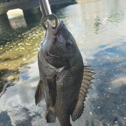 クロダイ