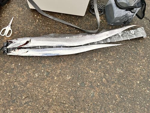 タチウオの釣果