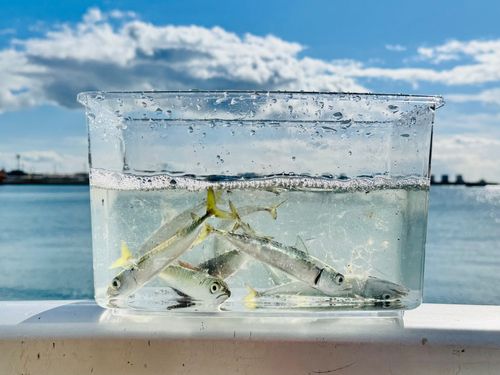 サバの釣果