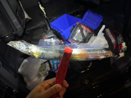 タチウオの釣果