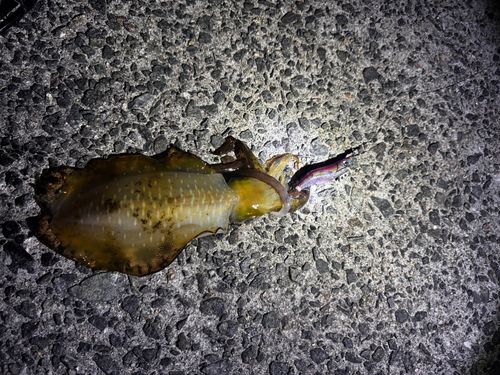 アオリイカの釣果