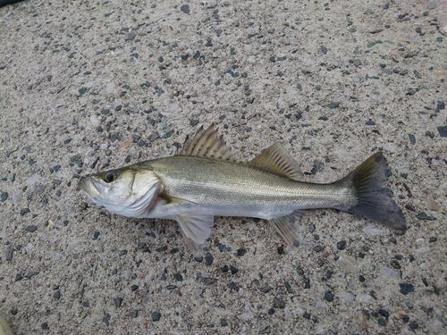 セイゴ（ヒラスズキ）の釣果