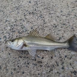 セイゴ（ヒラスズキ）