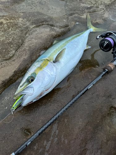 ヤズの釣果