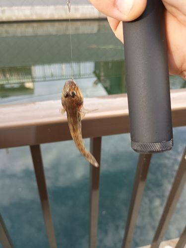 ハゼの釣果