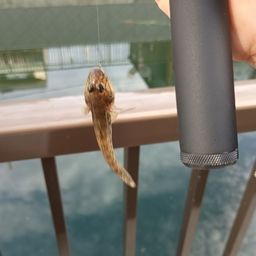 ハゼ