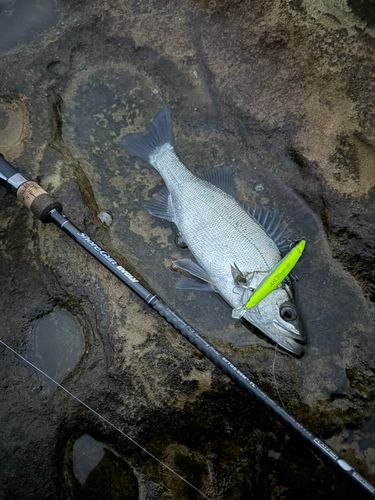 セイゴ（ヒラスズキ）の釣果
