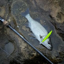 セイゴ（ヒラスズキ）