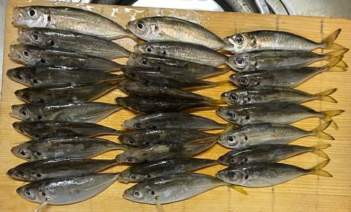 アジの釣果