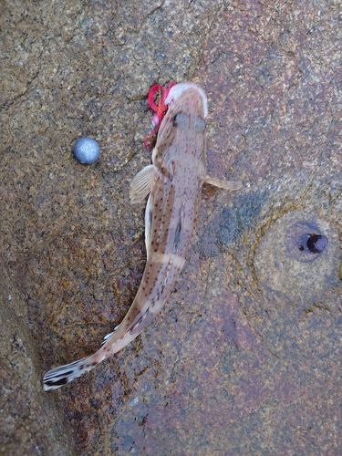 イネゴチの釣果