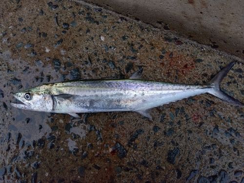 サゴシの釣果
