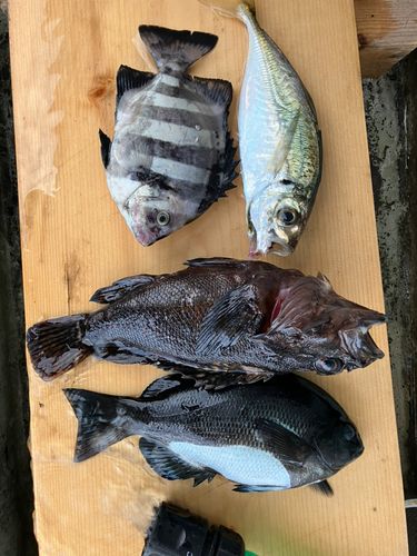 メジナの釣果