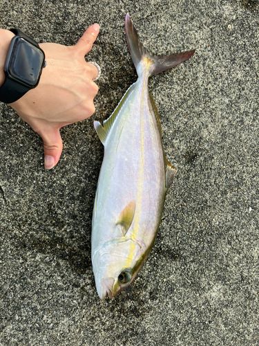 シオの釣果