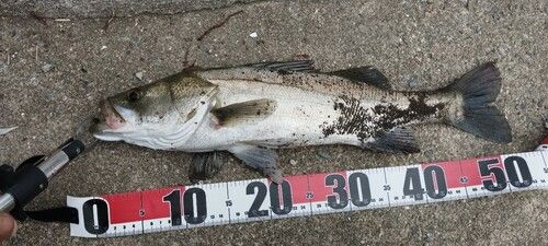 タイリクスズキの釣果