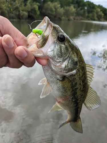 ラージマウスバスの釣果